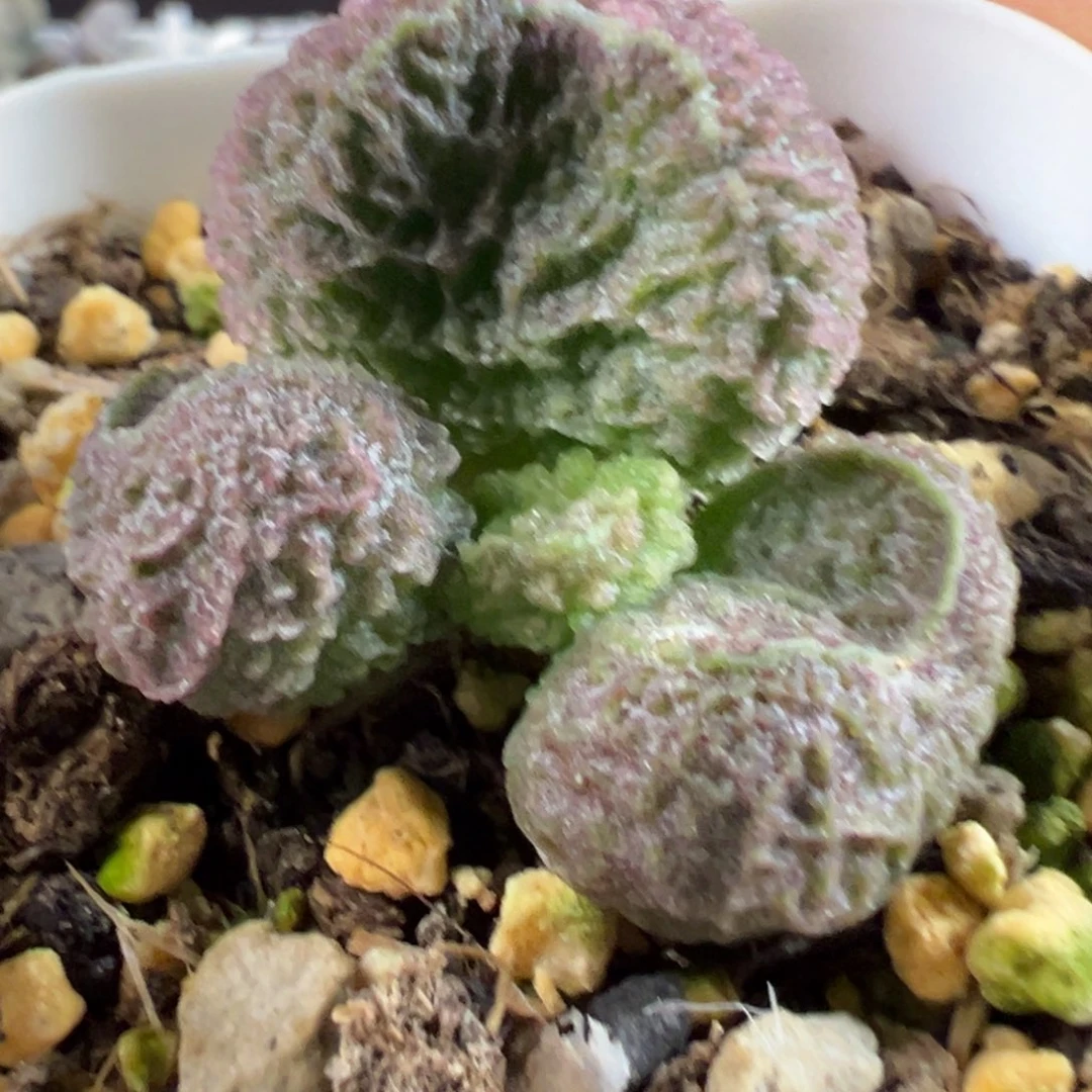 实生新品多肉植物水泡