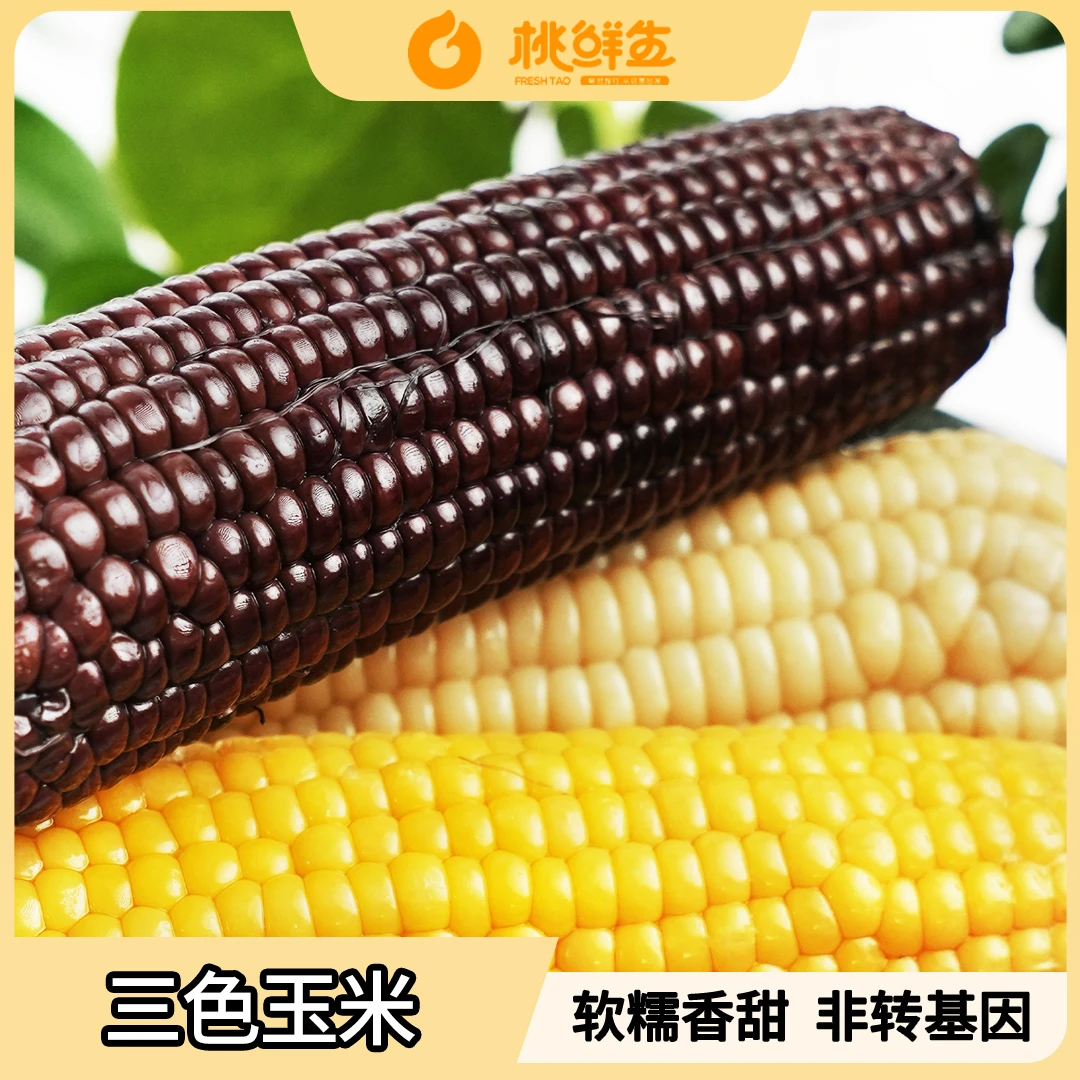 【卖栗人】糯玉米 白糯/黄糯/黑糯组合 中秋送礼 中秋好物 中秋福利
