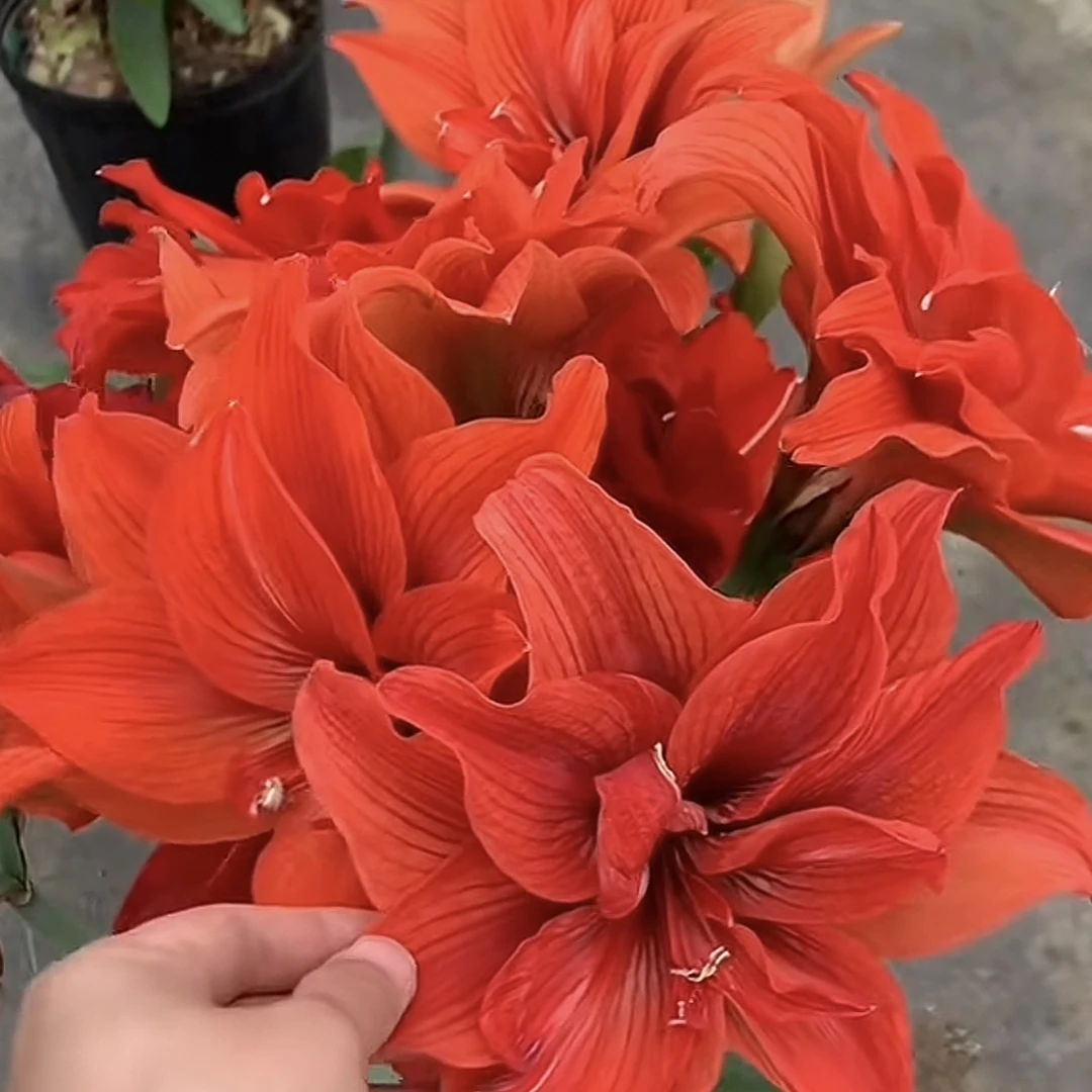 【赛力卡～进口球重瓣】朱顶红种球  花班长园艺  任意满两个包邮