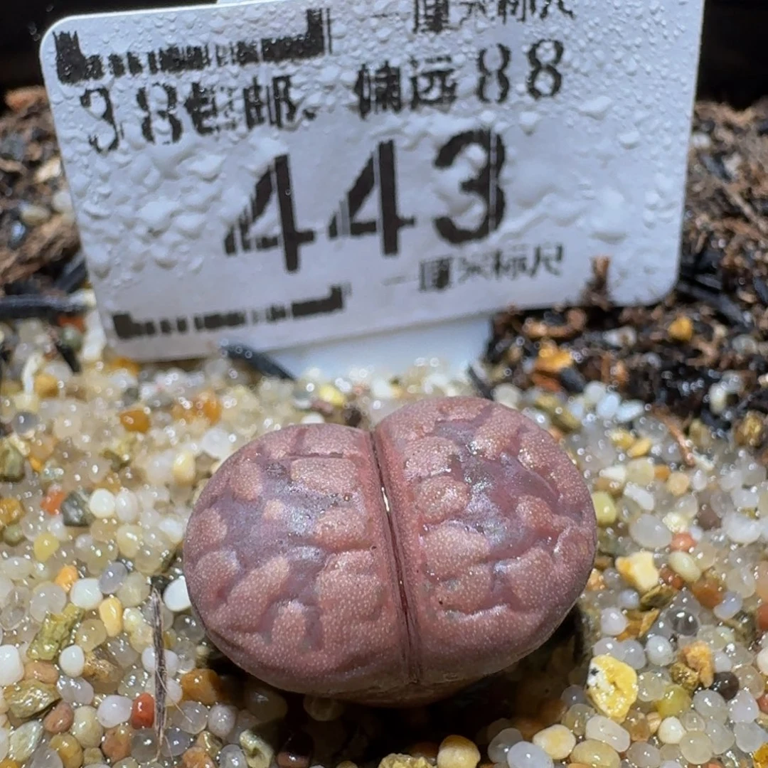 Ssss精品生石花443