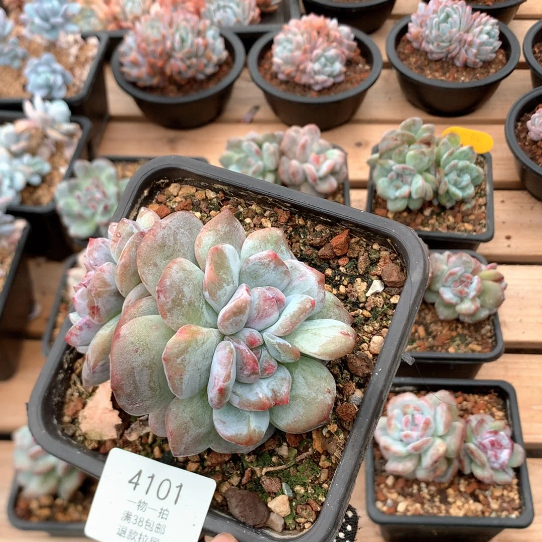 10.5厘米双心头星影石化4101