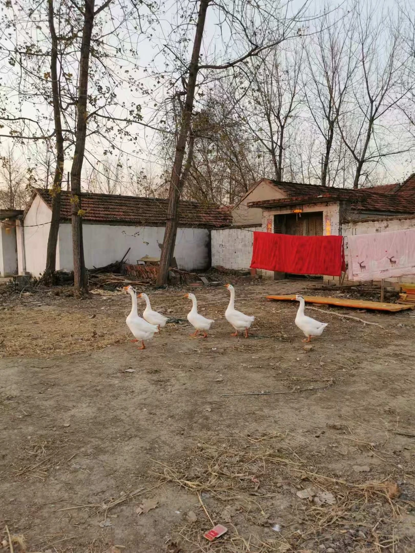 农村收的散养老鹅公鹅母鹅吃五谷杂粮青草青菜