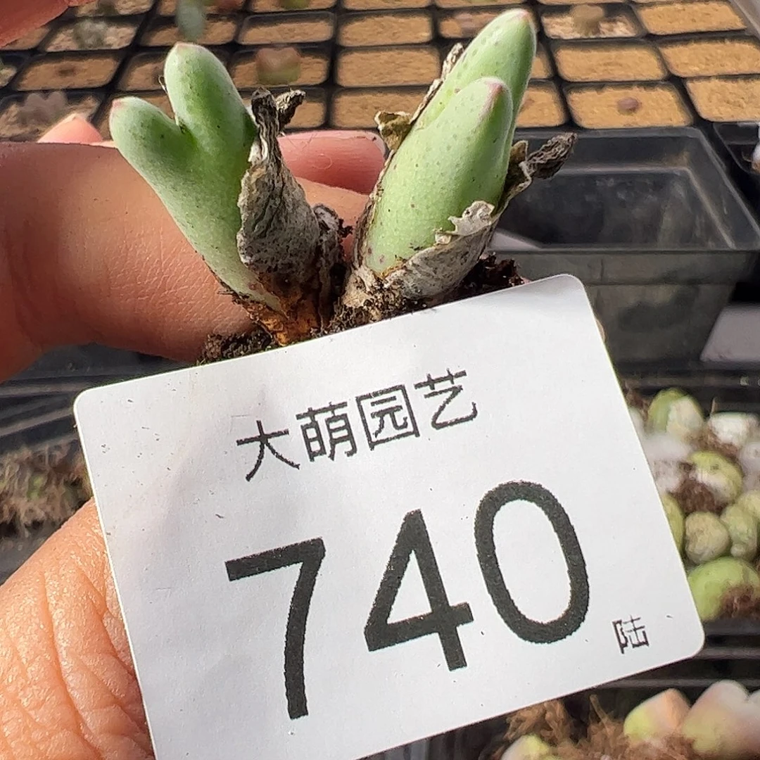 一物一拍。     740