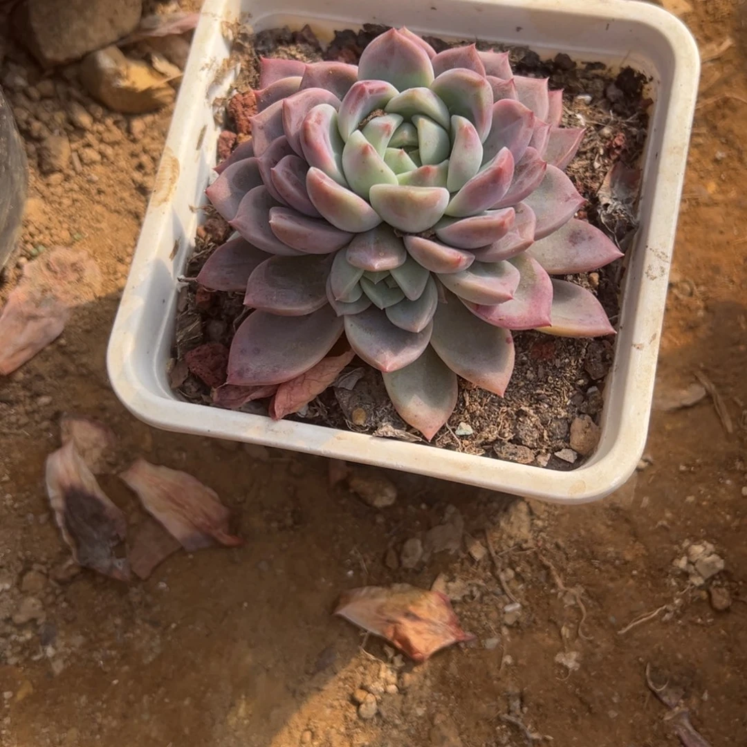 醉***颜精品多肉植物老桩