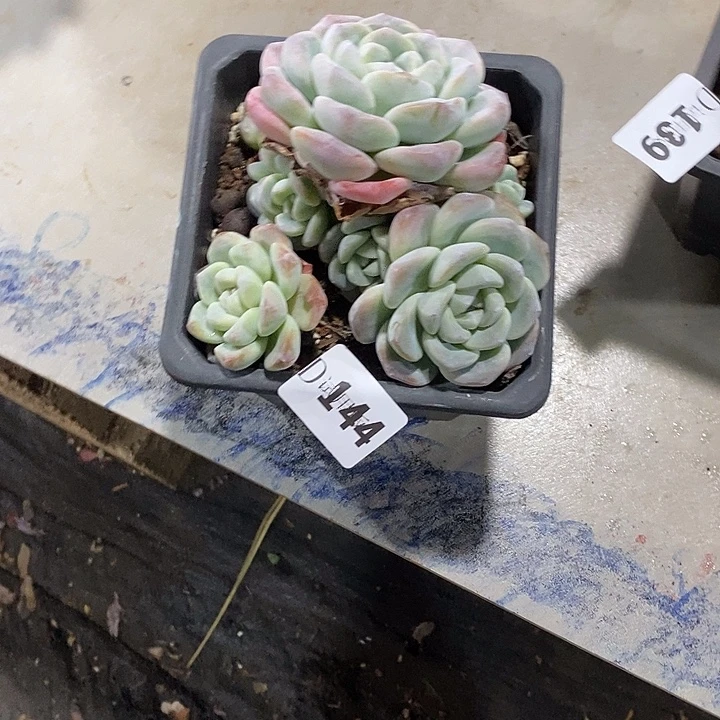金***哩144冰玉多肉植物多肉