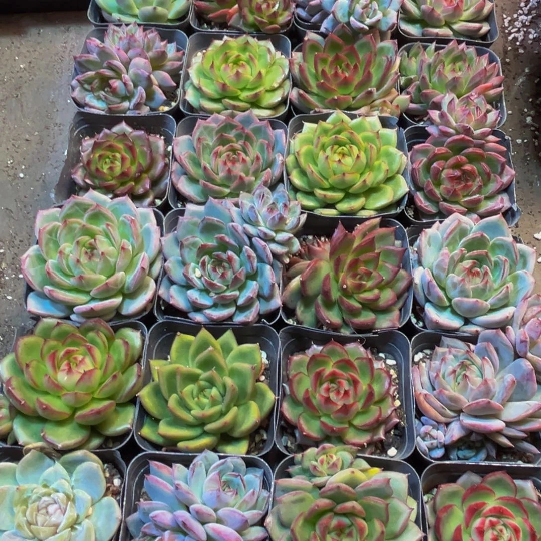 讨***菜162多肉植物和植物在这里