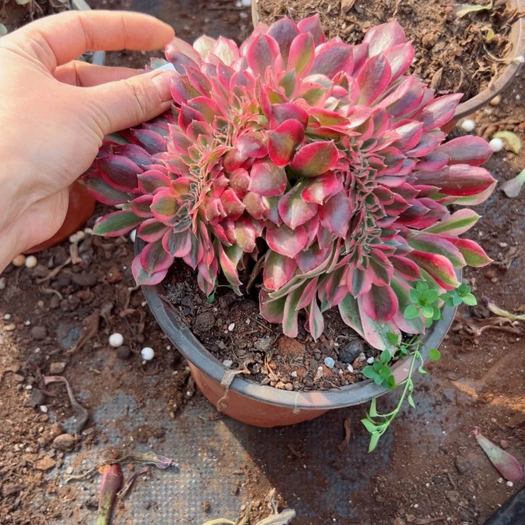 430 号多肉法师植物