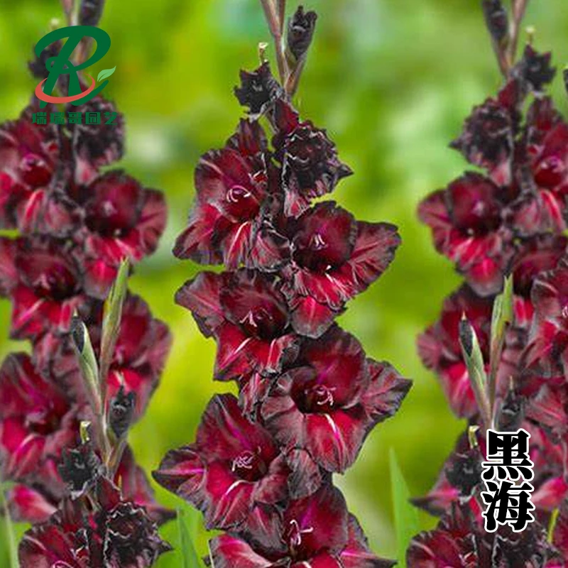 5颗【黑海】唐菖蒲剑兰种球荷兰进口花卉室内庭院绿植四季盆栽室外