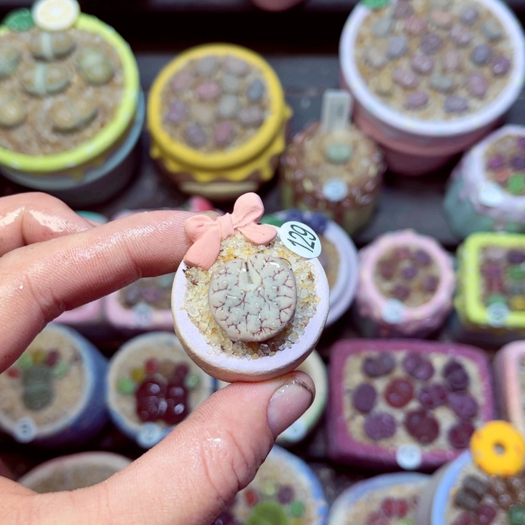 129生石花带盆发1