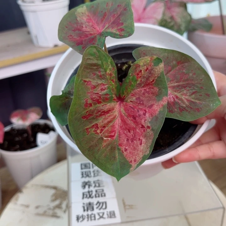 无花朵泰彩米奇Q5556