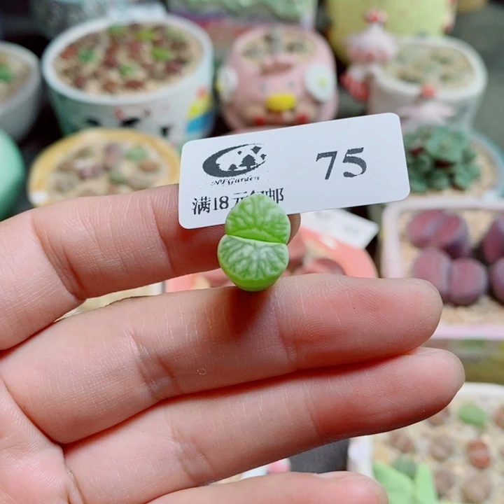 ****菁生石花花花花花花花75
