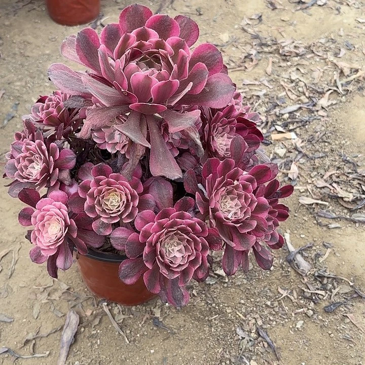 多肉植物红铜白11