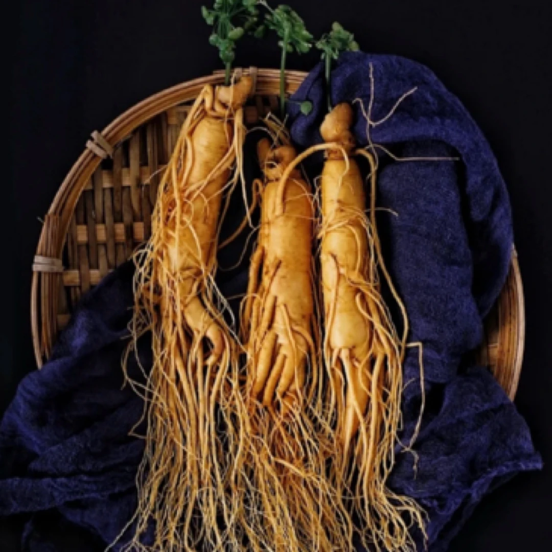 【煲汤泡酒】长白山l新鲜人参产地直发单根60克以上