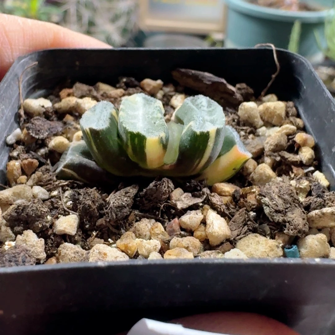 286玉扇锦带盆发货