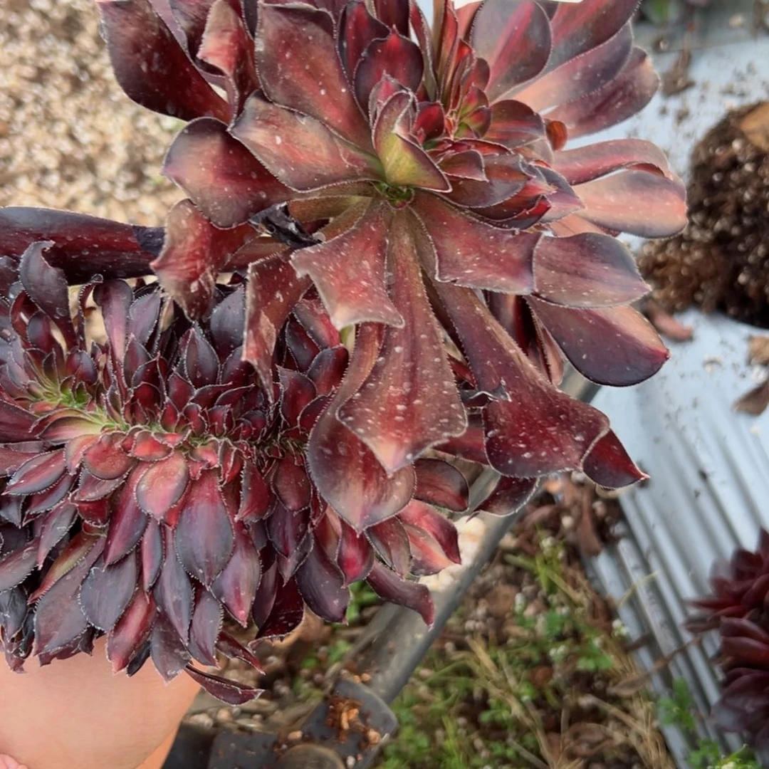 495 号多肉植物法师新年福利