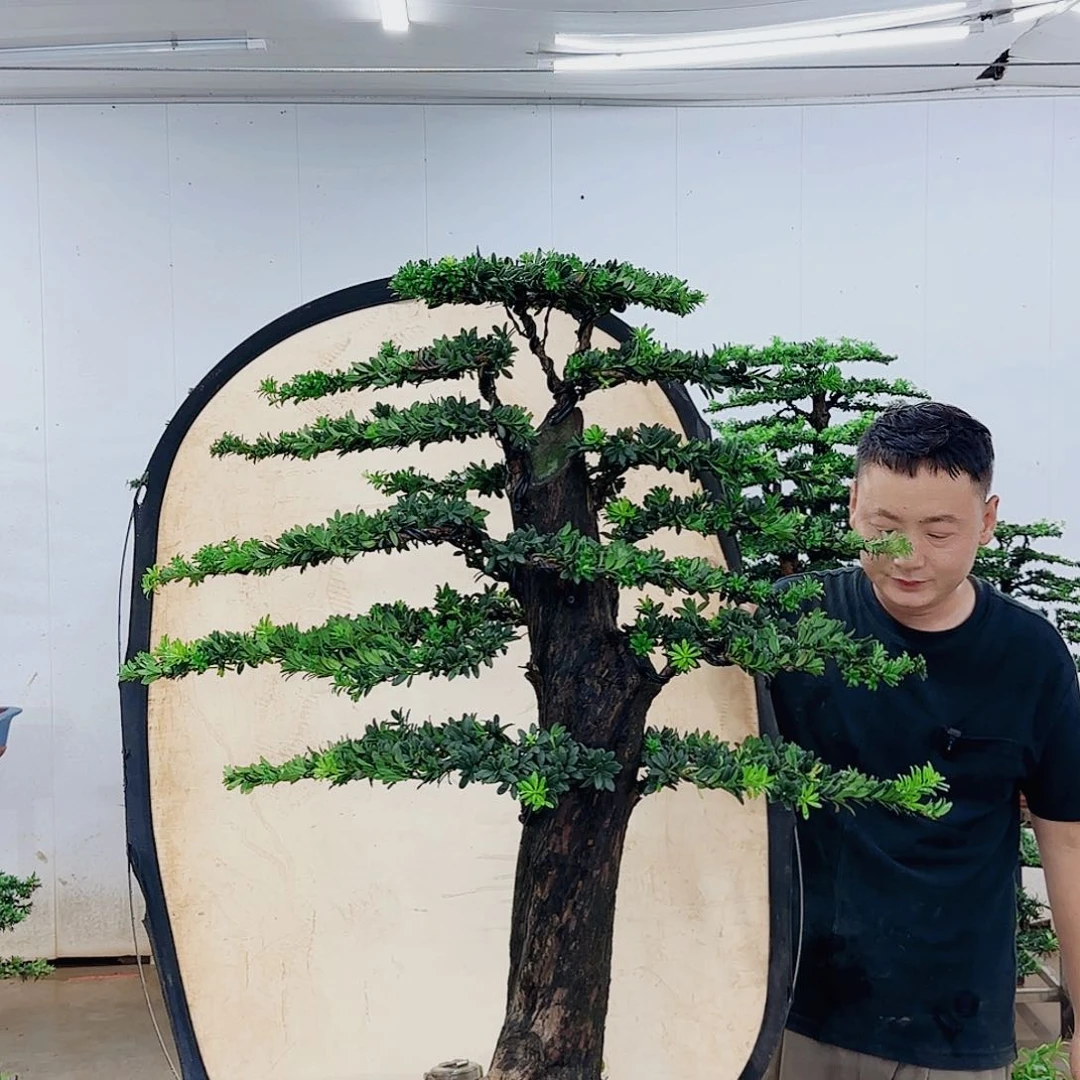 土***衣无花朵盆景制作过程非常