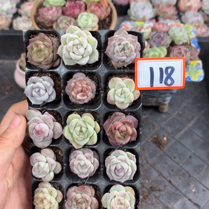 精品多肉直播一物一拍118