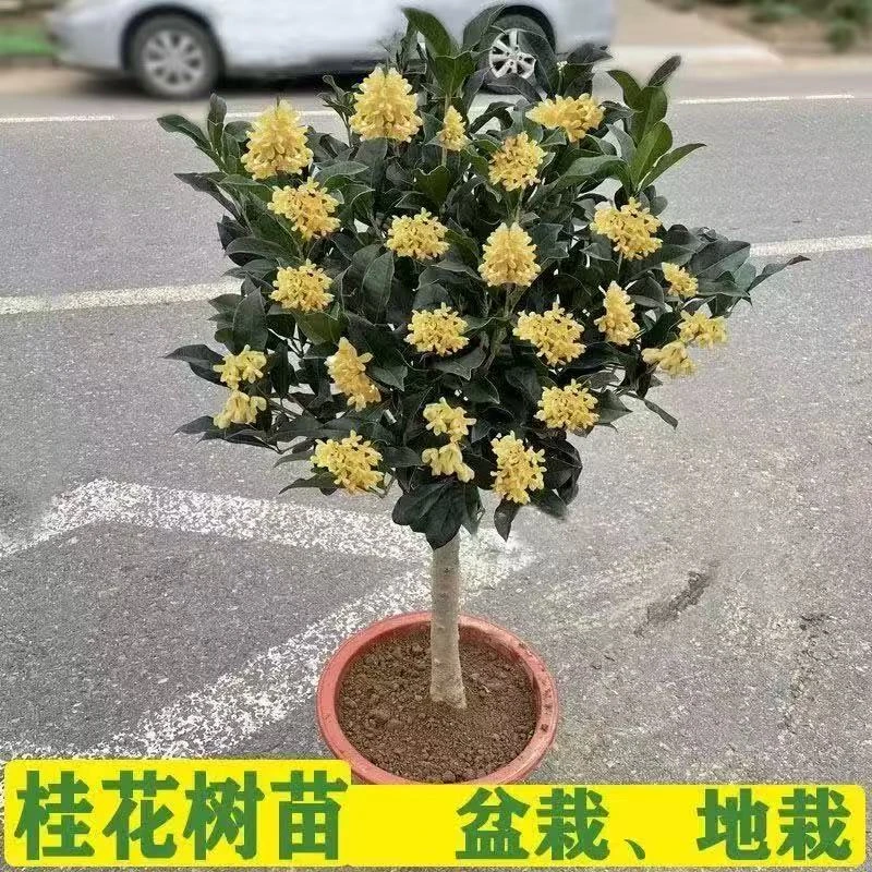 桂花树苗桂花苗盆栽室内外花卉金桂丹桂四季桂浓香型盆景庭院花卉