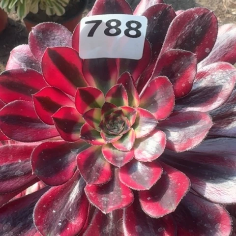 魔***女法师香奈儿18-24多肉