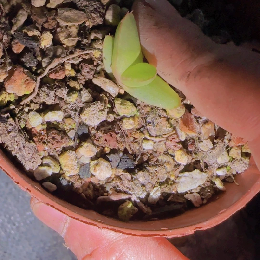 C****哇块根植物块根植物