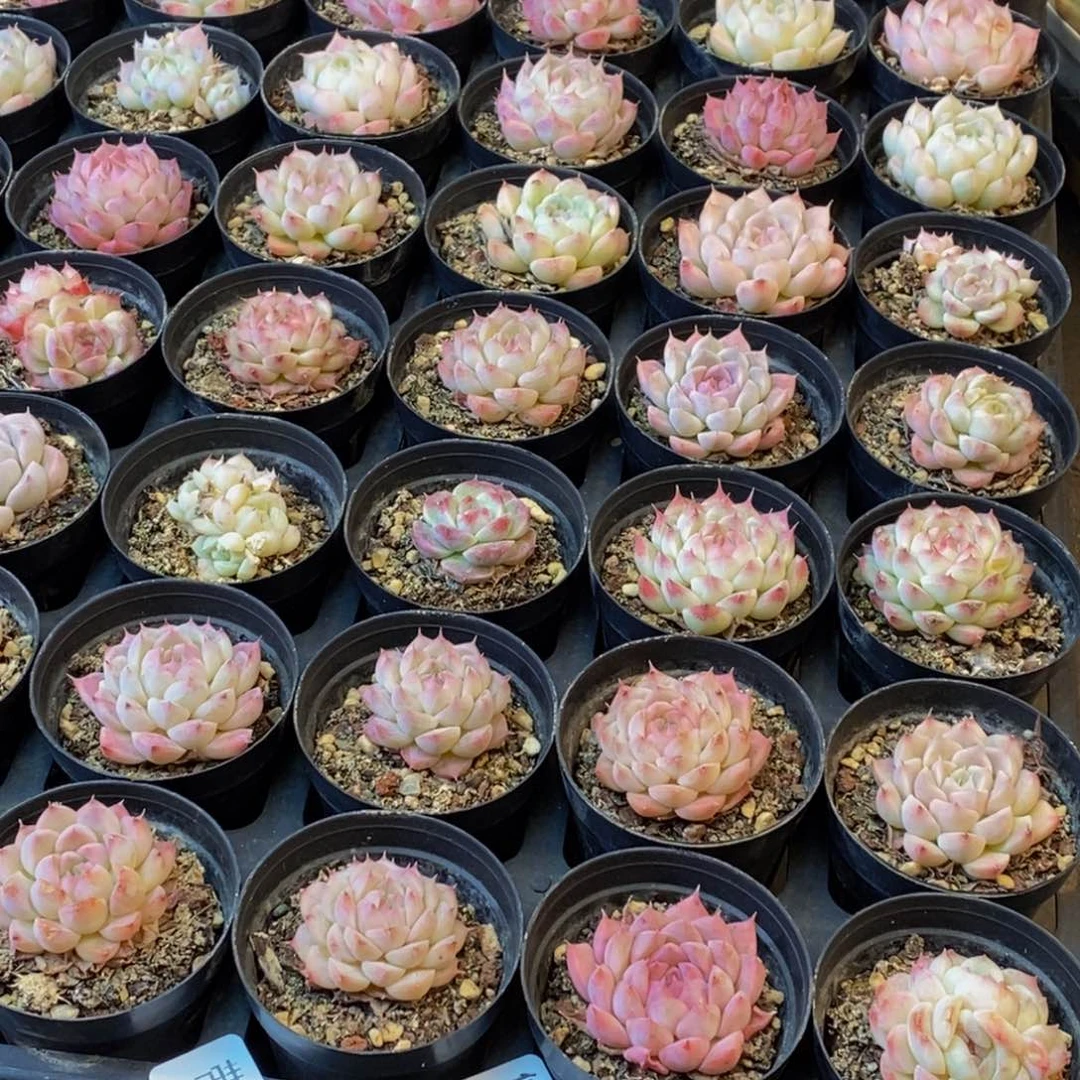 黑*子522多肉植物保护研究所所长助理