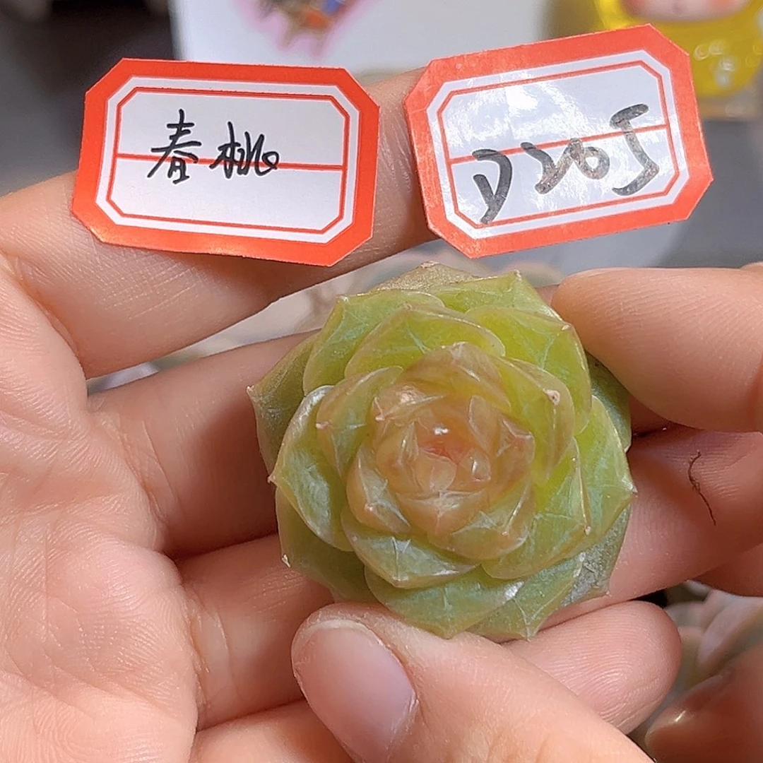 D205 一物一拍 春桃