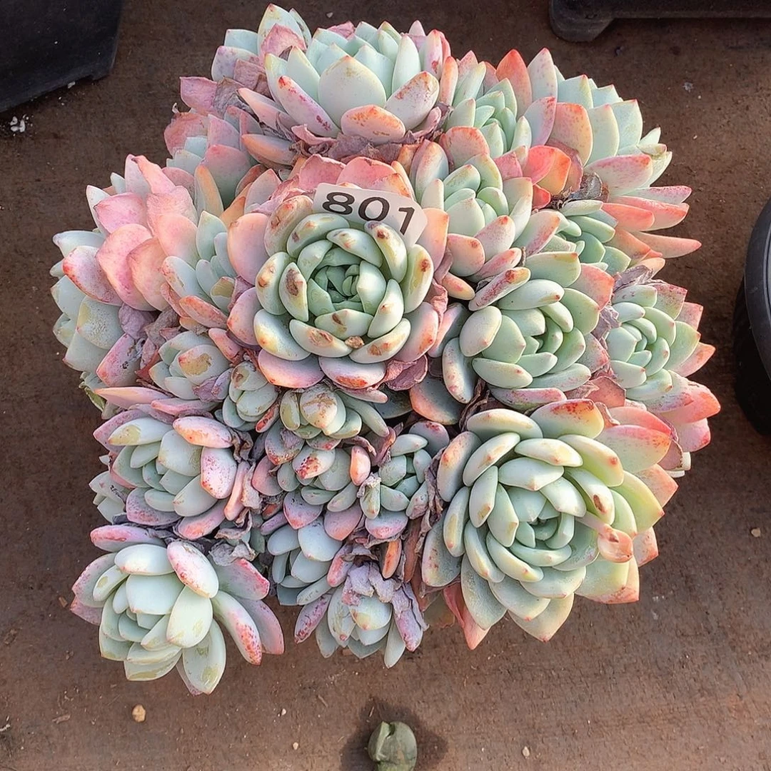 801冷香 一物一拍多肉