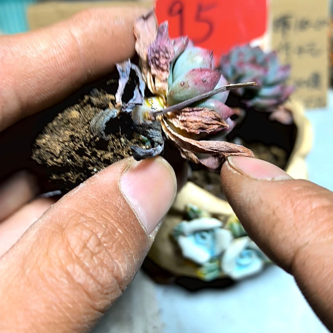 满6元包邮，#95号蓝精灵一棵