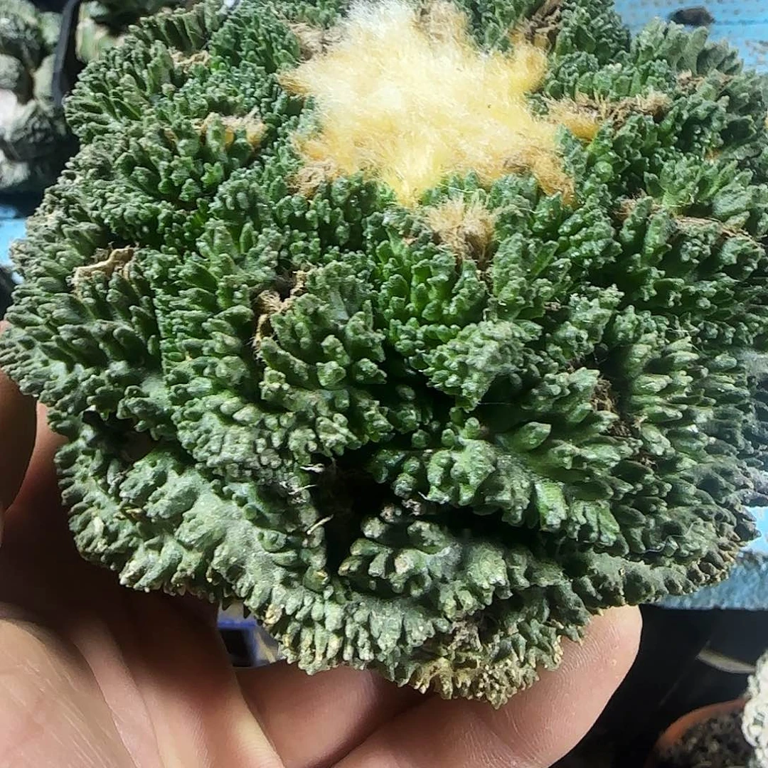 大哥斯拉021仙人球开花