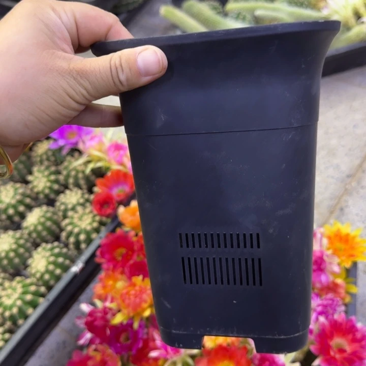 大黑万象盆口径15公分左右，20包邮无托