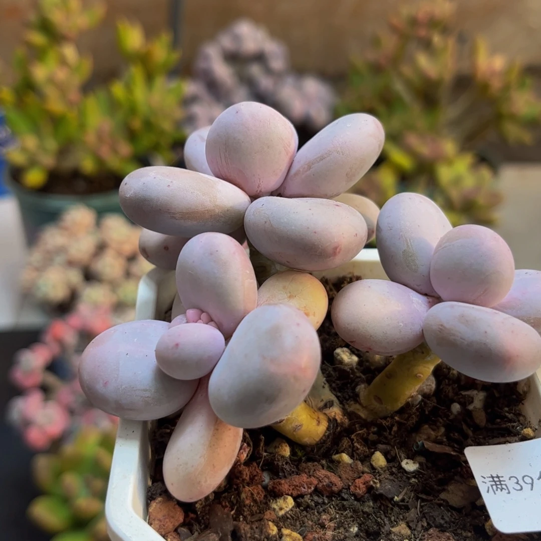 907水光针8cm多肉植物