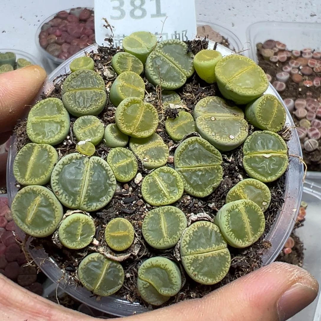 【闪购商品】 381。