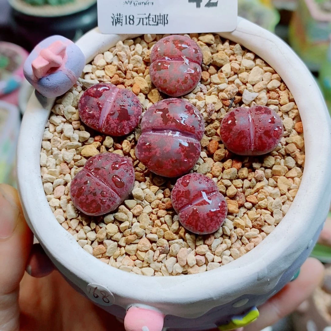 生石花花哈哈哈哈42