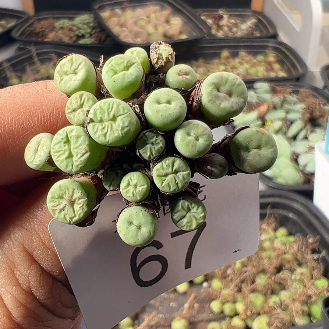 拾***。一物一拍。      67