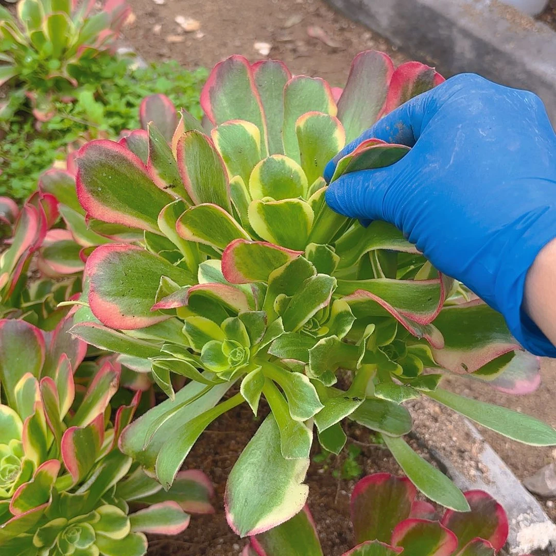 特斯拉手捧d r z w q