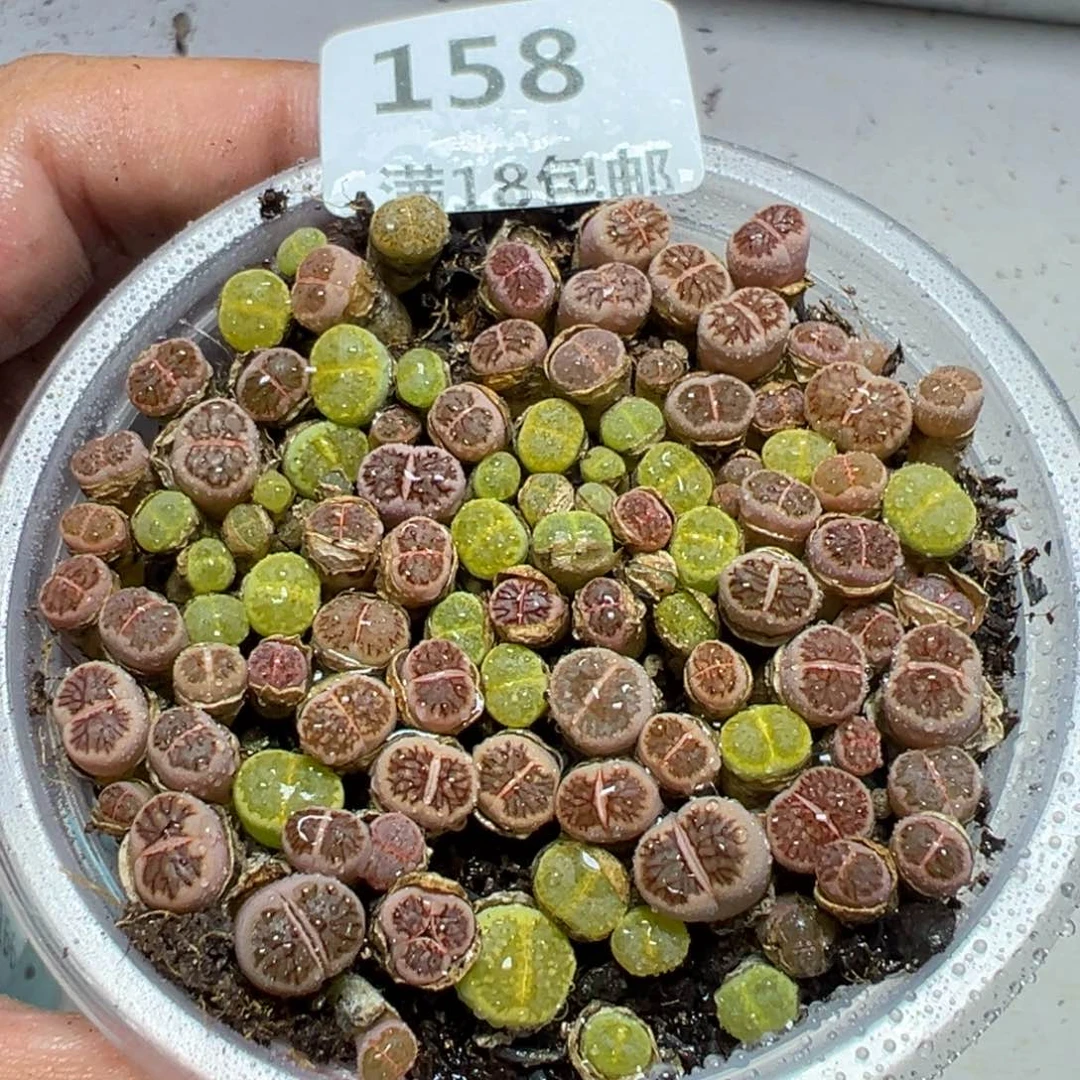 【闪购商品】 158。