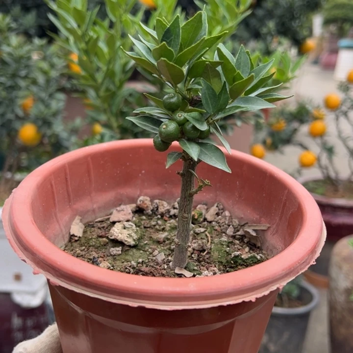 无花朵八房柑盆景绿植园艺