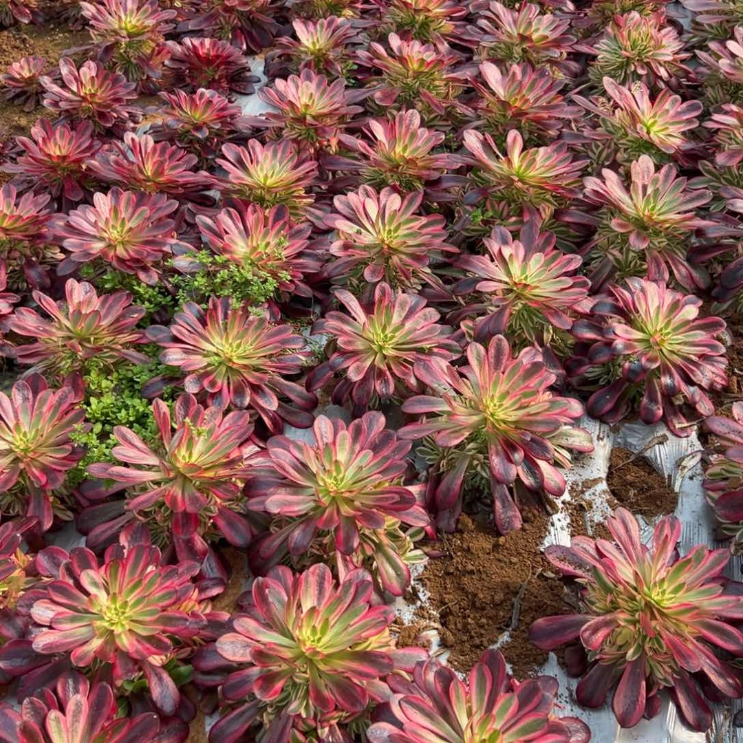 美杜莎量拍一颗多肉法师