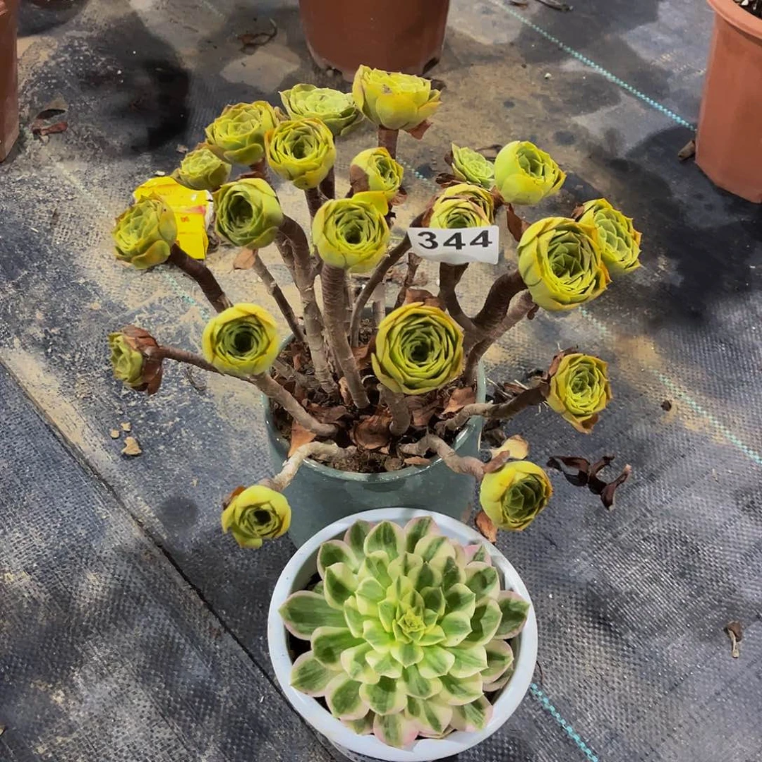 微****有多肉植物小海王344