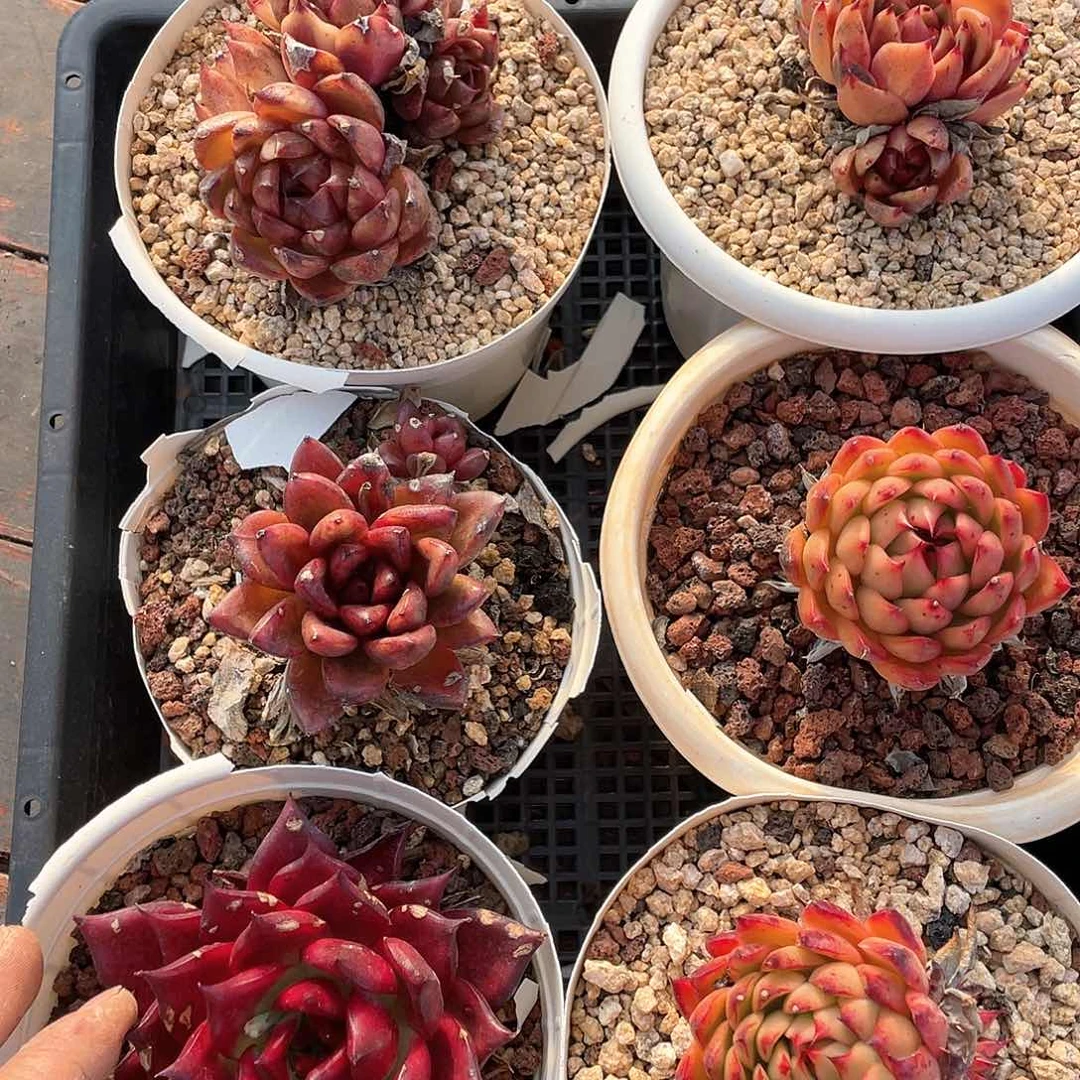 奚*多肉植物一物一拍