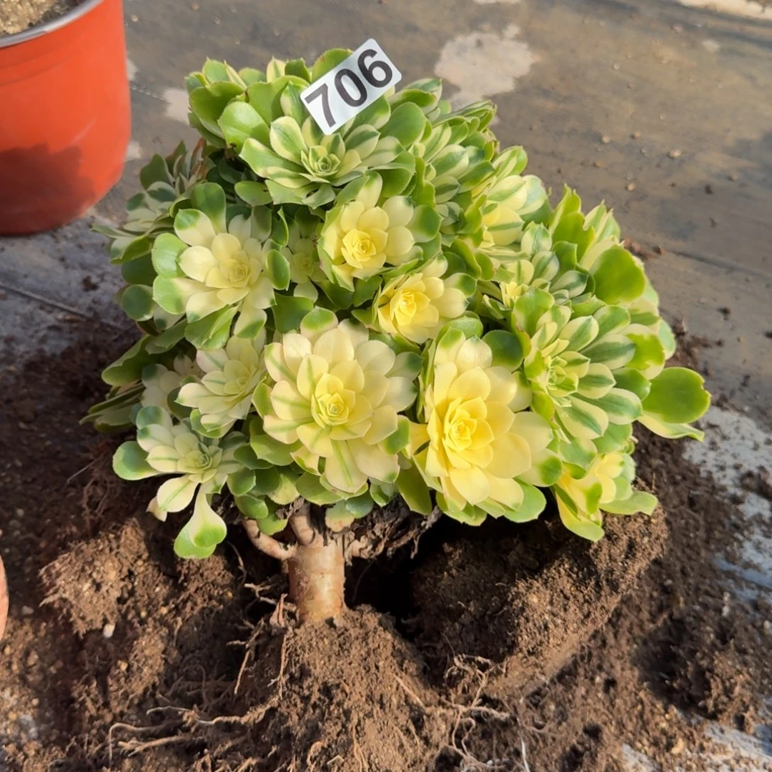 706多肉植物辛尼亚