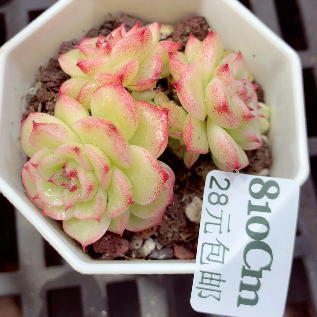 5厘米盆精控多肉810