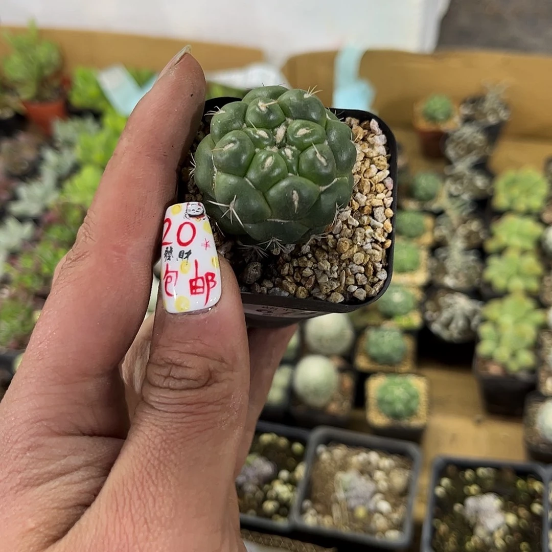 我****6192一物一拍单头发货有根