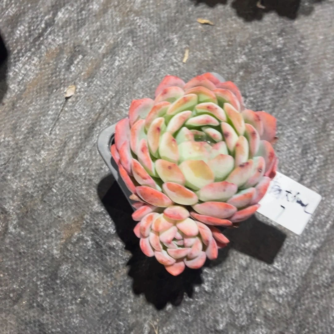 高**儿全民星多肉植物