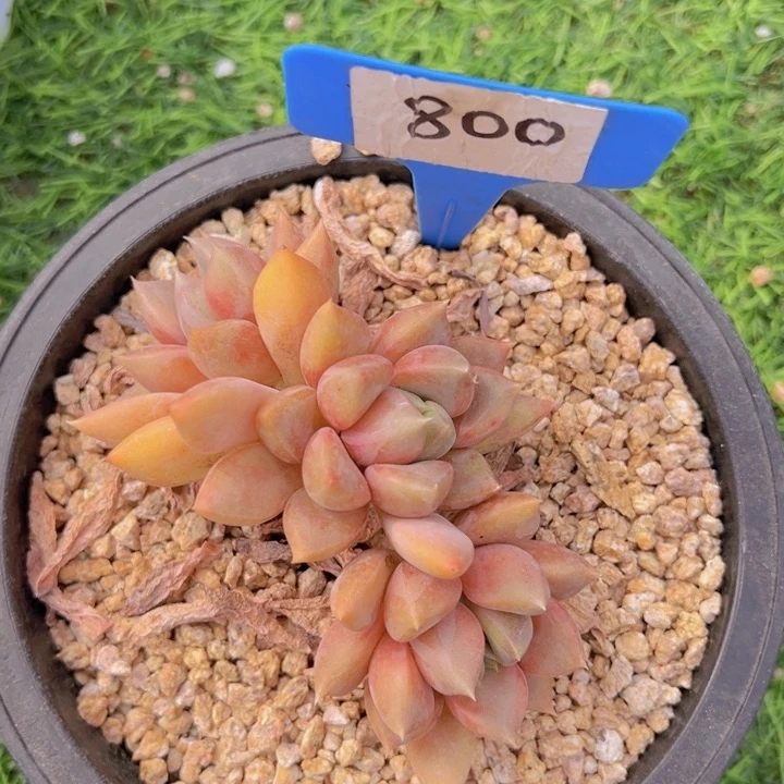 健健康康平平安安