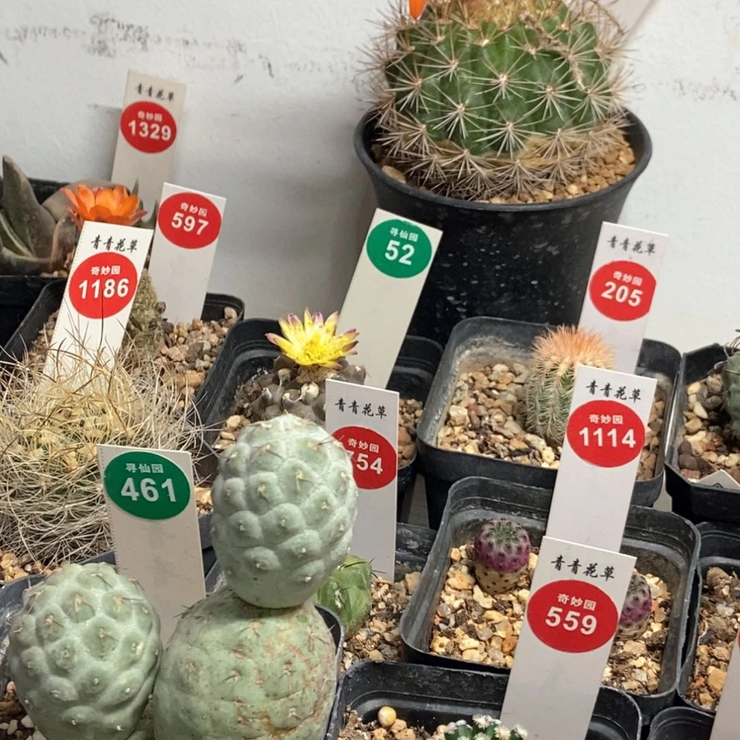 芊*芊芊专拍一棵仙人球