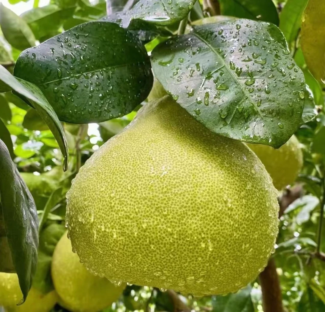 【精品果】福建度尾文旦柚老树红心蜜柚维C满满汁多饱满文旦柚