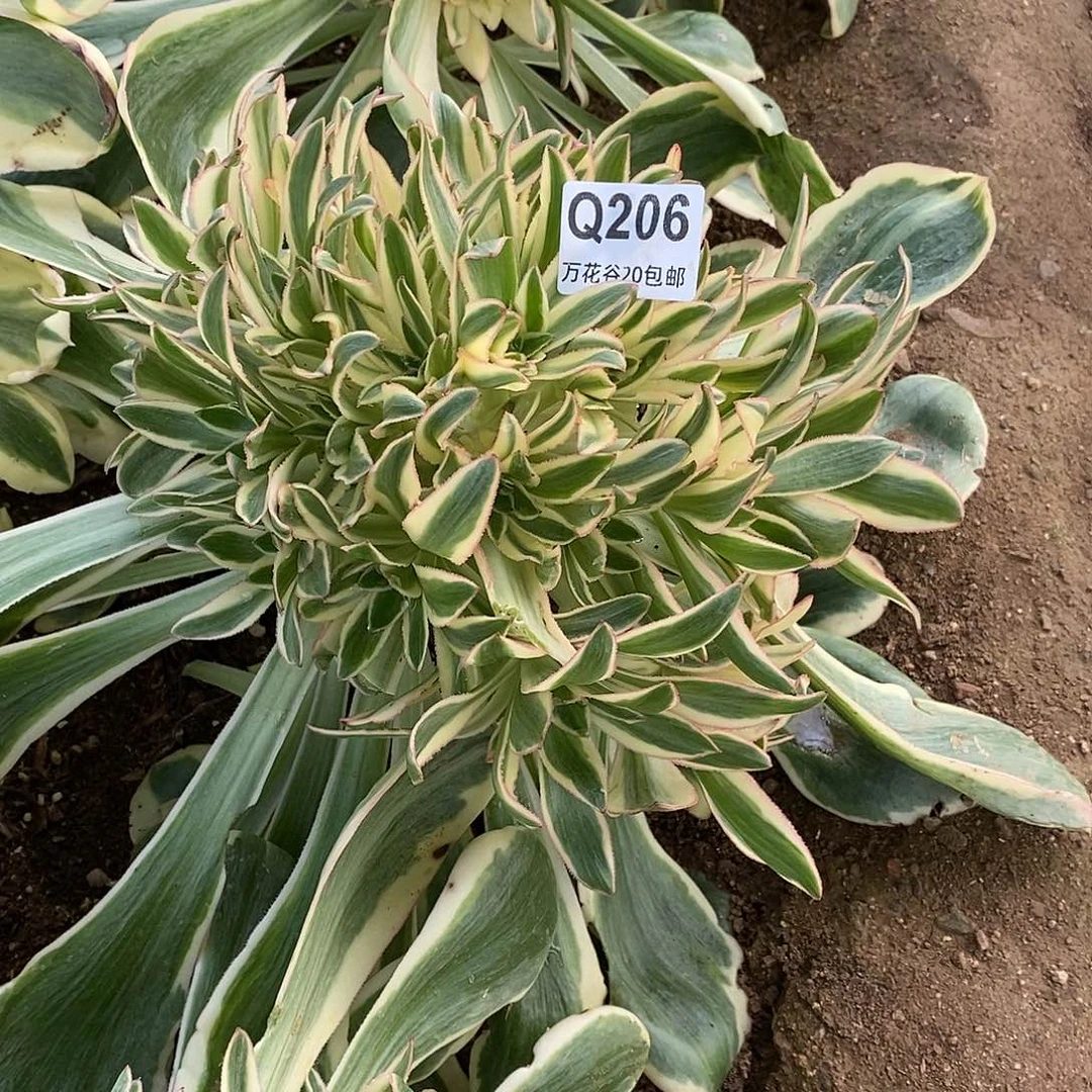 柠***?206燕姿锦多肉植物