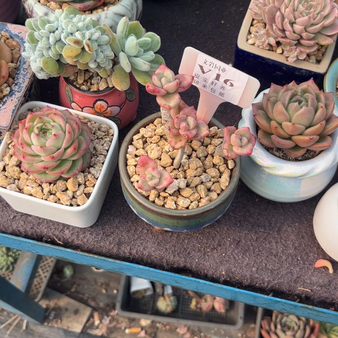 紫**儿多肉植物1111奶油恶离