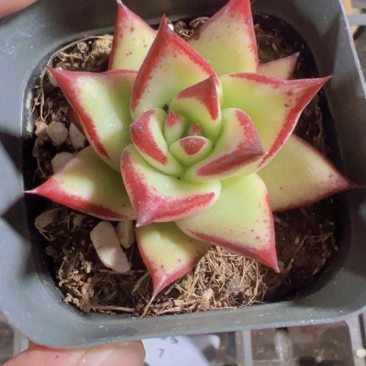 乌木精品多肉植物大战